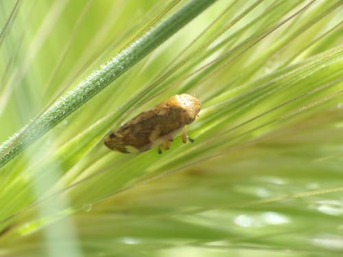Philaenus spumarius